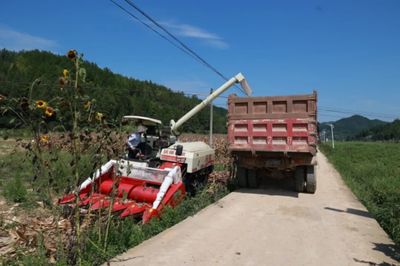 科技助力，省州專家團隊赴施秉縣開展中低產田產能提升與玉米大豆復合種植測產工作